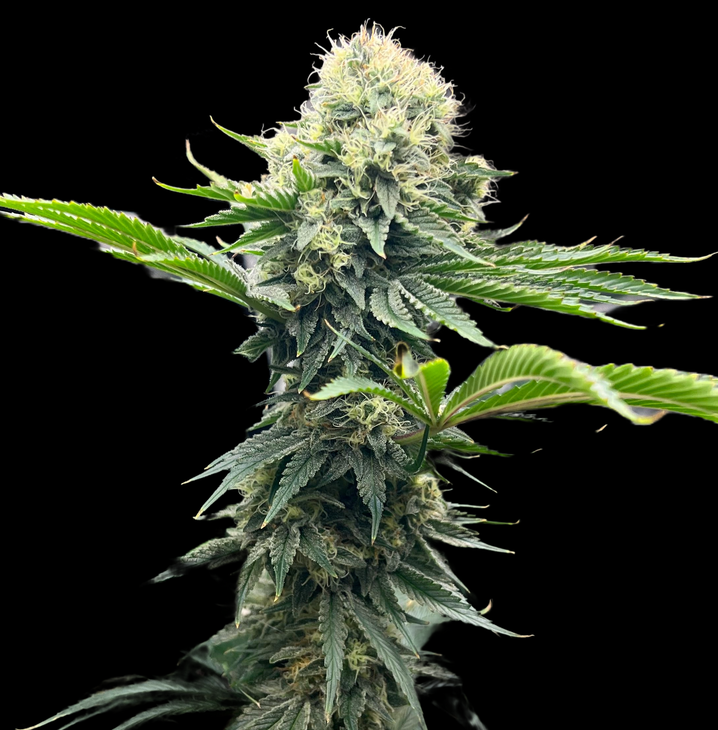(4) Grandma's Coffee Cake Feminized Cannabis Seeds