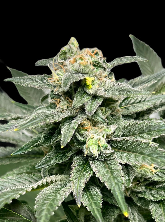 (4) Cake Bomb Feminized Cannabis Seeds
